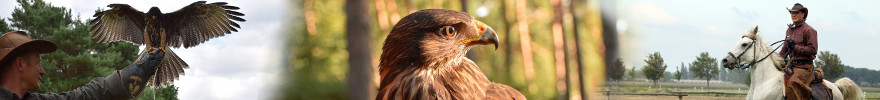'FALCONRIDER' Seitenbanner 'FALCONRIDER' Bilderkollage als Banner